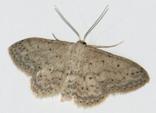 Réf. 82 509 : Idaea seriata