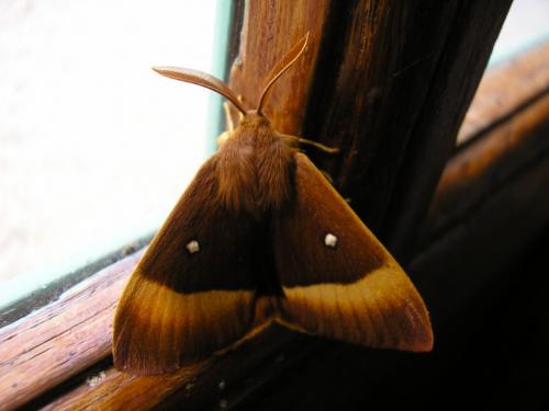 Lasiocampa quercus