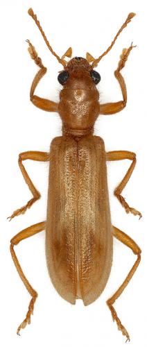 Réf. 82 282 : Opilo pallidus