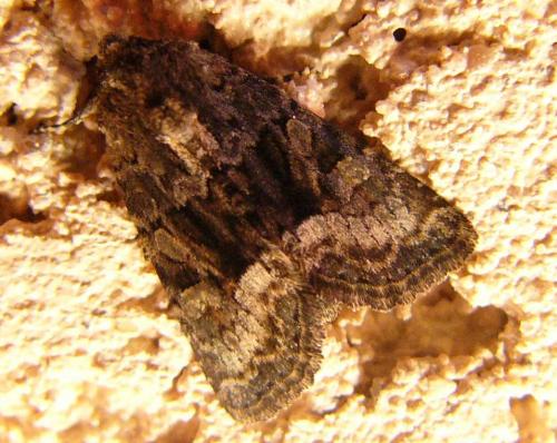 Réf. 82 770 : Oligia sp.