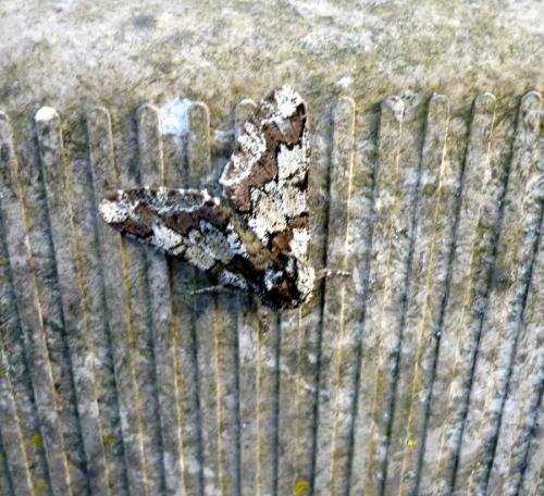 Biston strataria