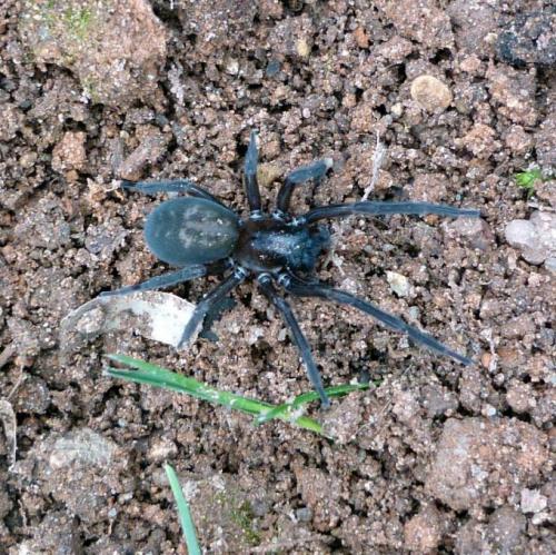 Amaurobius ferox