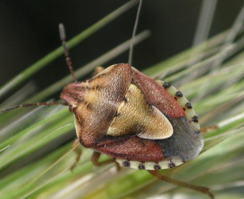 Réf. 82 477 : Antheminia absinthii