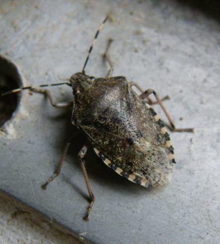 Rhaphigaster nebulosa