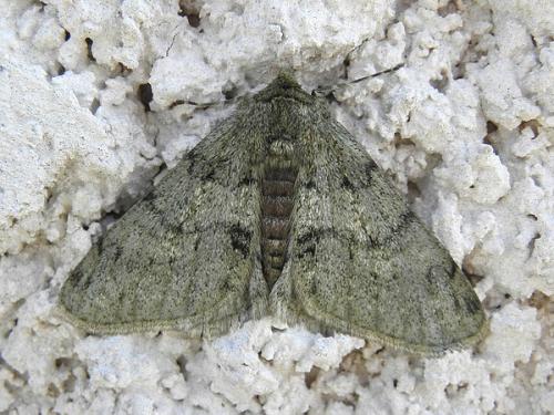 Réf. 82 193 : Phigalia pilosaria