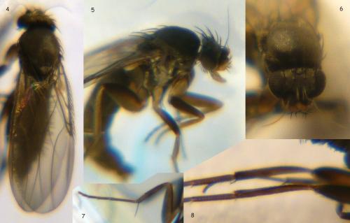 Megaselia rufipes