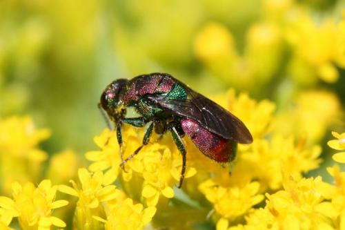Hedychrum rutilans