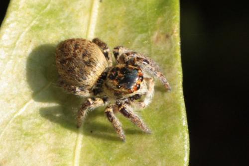Carrhotus xanthogramma