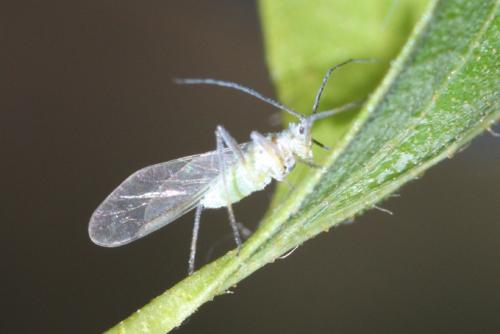 Euceraphis betulae