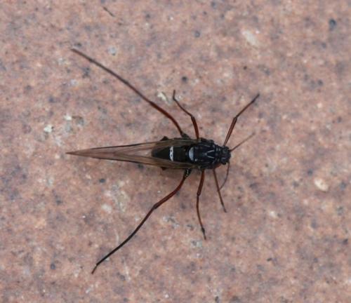 Réf. 82 026 : Cinara sp.