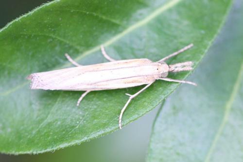 Agriphila sp.