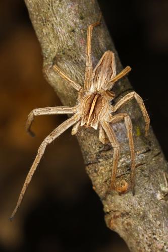 Pisaura mirabilis