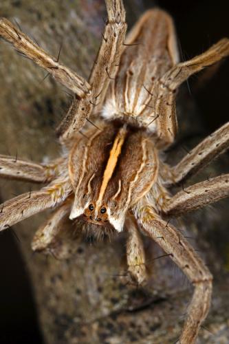 Pisaura mirabilis