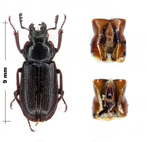 Platycerus sp.