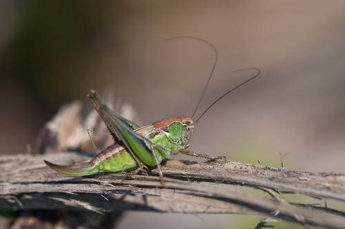 Réf. 82 838 : Platycleis albopunctata