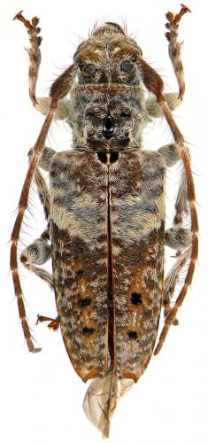 Pogonocherus perroudi