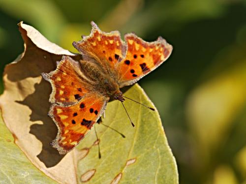 Réf. 82 517 : Polygonia c-album