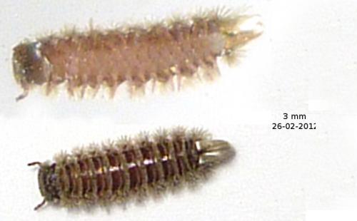 Réf. 82 255 : Polyxenus lagurus
