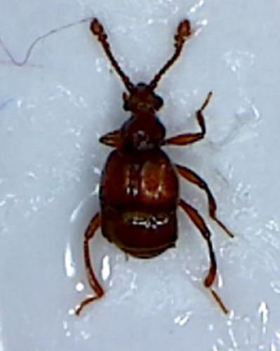 Brachygluta sp.