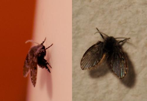Clogmia albipunctata