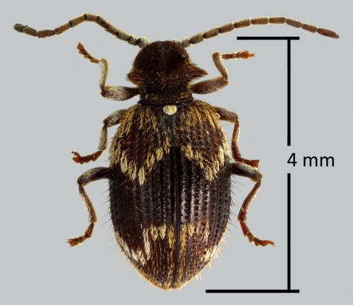 Ptinus italicus