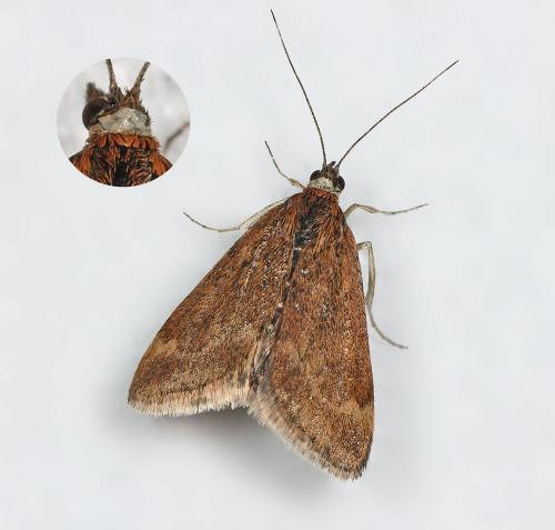 Réf. 82 935 : Pyrausta despicata