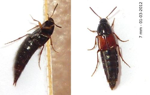 Mycetoporus sp.