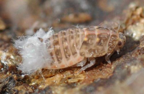 Réf. 82 130 : Cixidia sp.