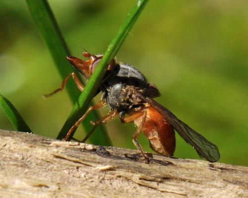 Rhingia rostrata