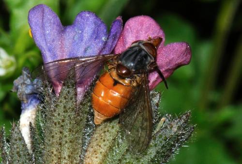 Réf. 82 951 : Rhingia rostrata