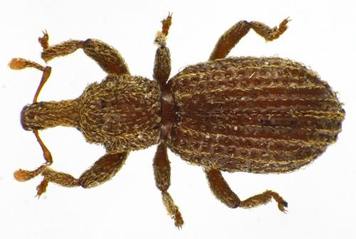 Réf. 82 586 : Anchonidium unguiculare