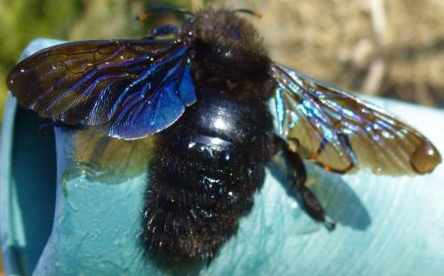 Xylocopa violacea