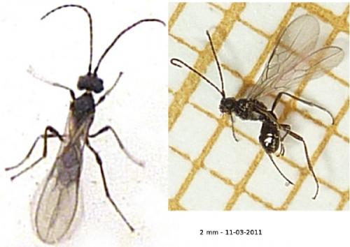 Réf. 82 549 : Alysiinae inconnu
