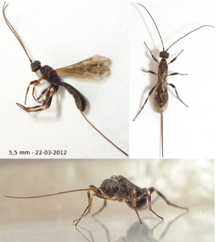 Doryctinae