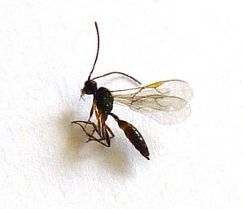 Réf. 82 498 : Aphidius sp.