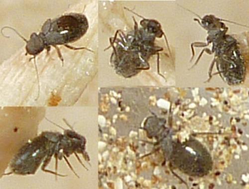 Lepinotus sp.