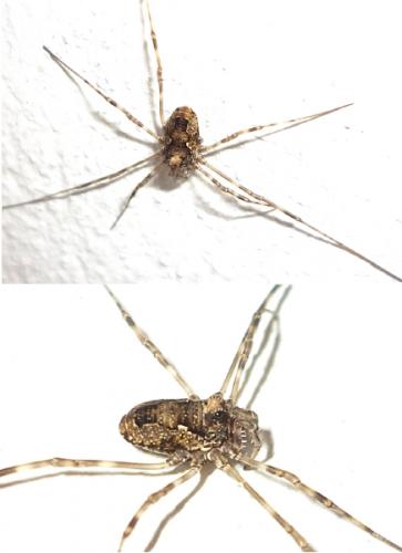 Réf. 82 638 : Platybunus sp.