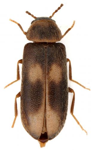 Wanachia triguttata