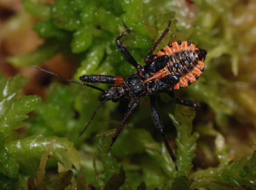 Rhynocoris annulatus