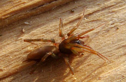 Harpactea hombergi