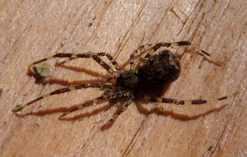 Episinus maculipes