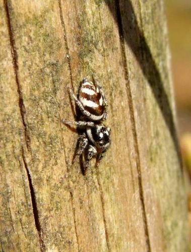 Réf. 82 658 : Salticus scenicus