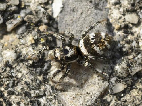 Réf. 82 011 : Salticus scenicus