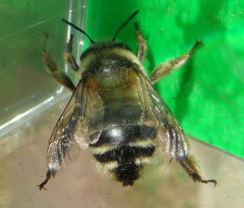 Réf. 82 132 : Anthophora aestivalis