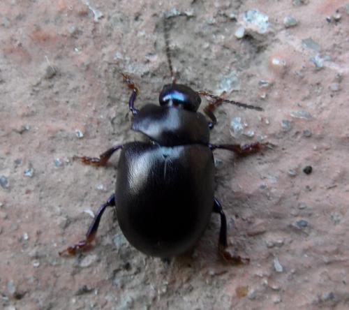 Réf. 82 665 : Chrysolina sturmi