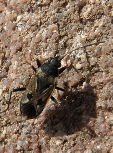 Rhyparochromus vulgaris