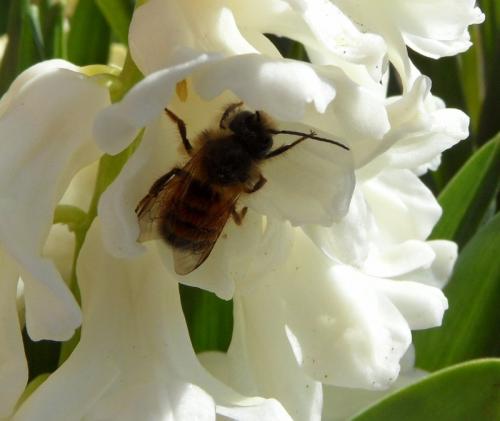Réf. 82 805 : Osmia bicornis