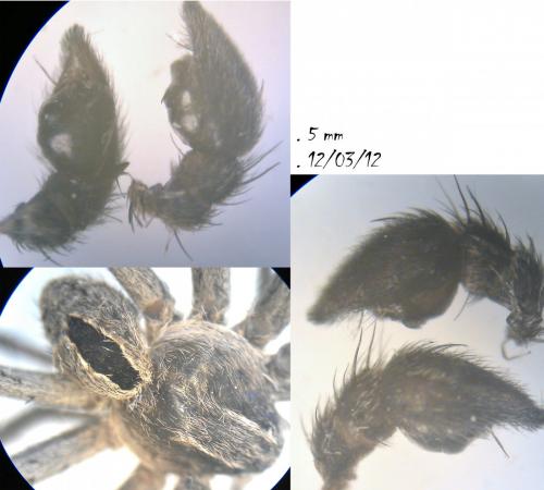Thanatus formicinus