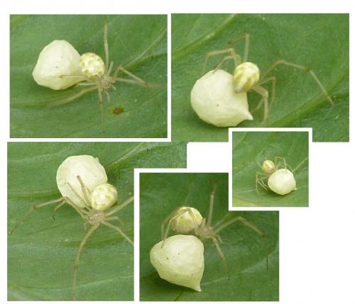 Heterotheridion nigrovariegatum