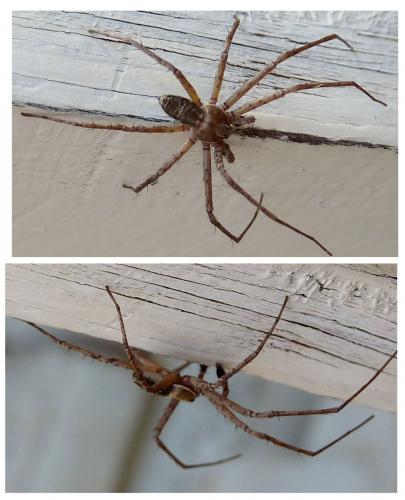 Philodromus sp.